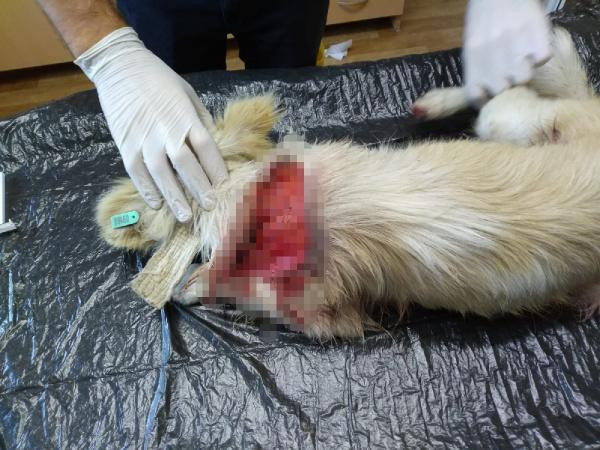 Boynu bıçakla kesilen köpek tedavi edildi, yuva arıyor - Resim : 1
