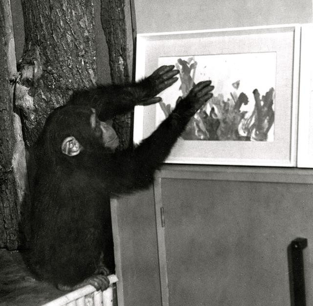 Şempanze Congo'nun resimleri satışa çıkıyor - Resim : 1