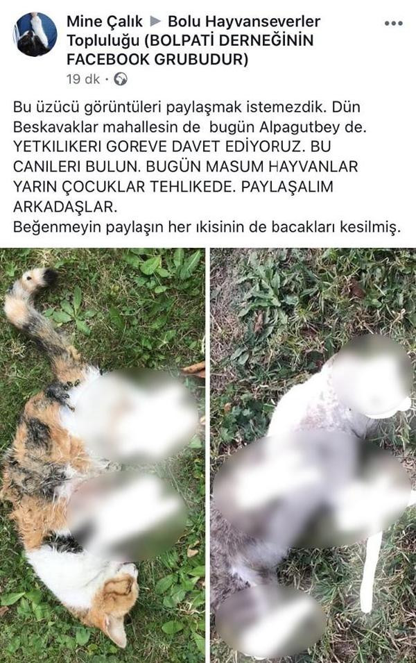 Bolu'da, kedilerin ayaklarının kesilerek öldürüldüğü iddiası - Resim : 1