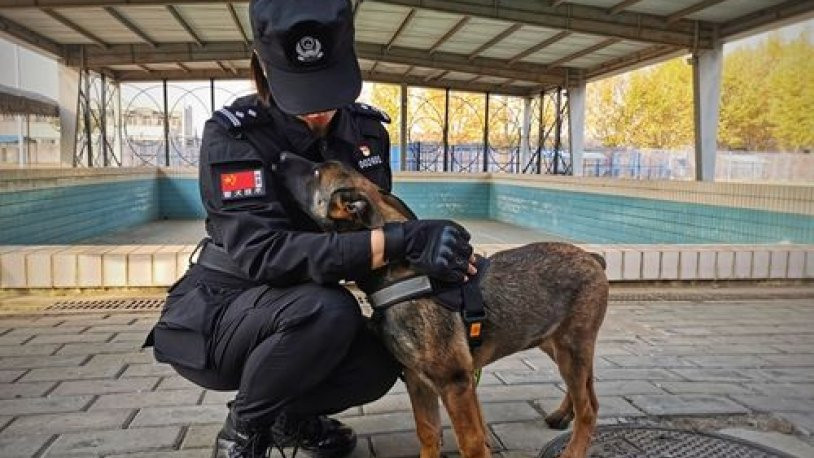 Çin'de klon köpekler göreve başladı - Resim : 1