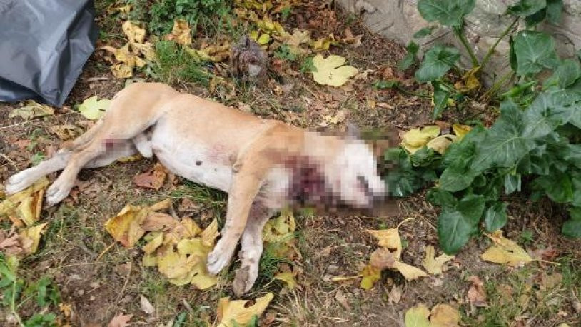 Bir vahşet haberi de Bursa'dan! Boğazı kesilmiş köpek ölüsü bulundu