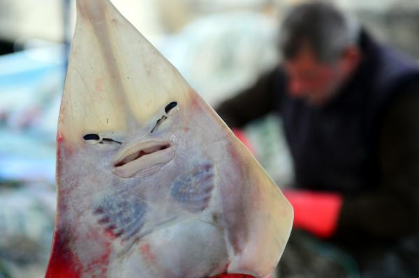 Balıkçıların yeni kabusu: İnsan yüzlü sapan balığı - Resim : 1