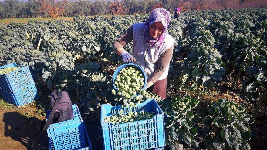 Bursa'da 'Brüksel lahanası' isyanı: Çiftçi zaten batmış, marketçiye dokunan yok... - Resim : 1