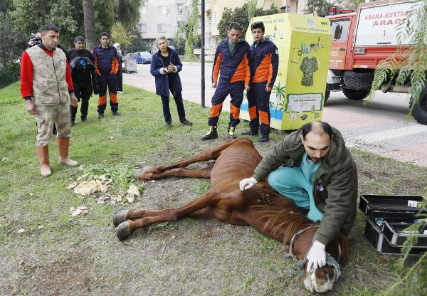 Mersin Büyükşehir Belediyesi kaderine terk edilen 'Masum'a sahip çıktı - Resim : 2