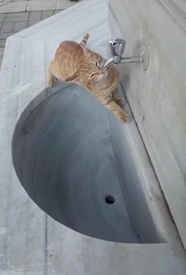 Çeşmeden su içen kedi ilgi odağı oldu - Resim : 1