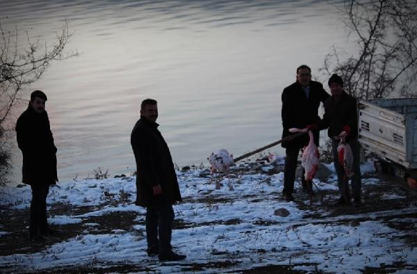 İvriz Baraj Gölü'nde 12 flamingo ölü bulundu - Resim : 1