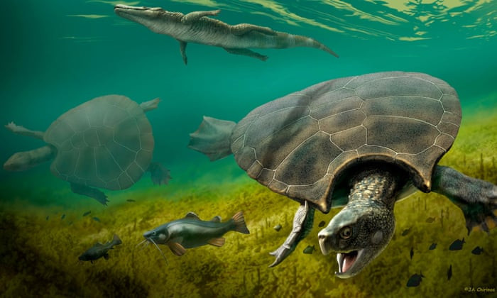 Araba büyüklüğünde kaplumbağa fosili bulundu - Resim : 1