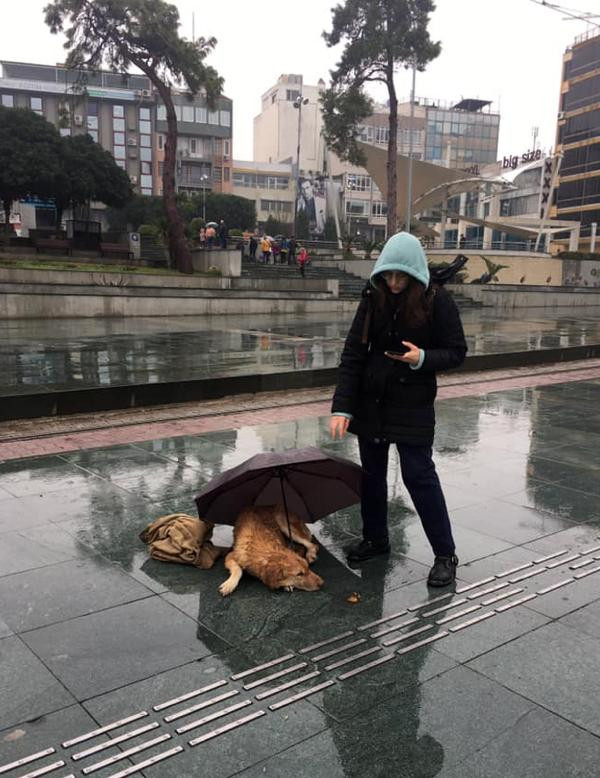 Yağmurda ıslanan köpeğe şemsiyeli koruma - Resim : 1