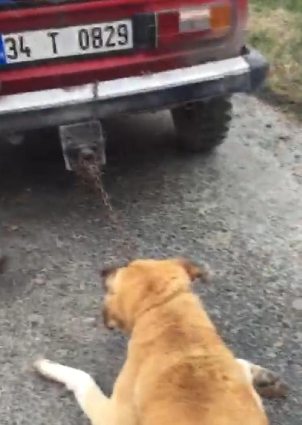 Köpeği otomobilinin arkasına bağlayıp dakikalarca yerde sürükledi - Resim : 1