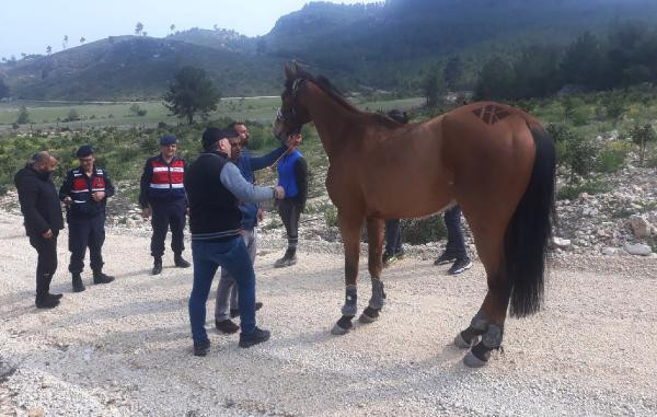 Sahibinin elinden kaçan yarış atını jandarma buldu - Resim : 1