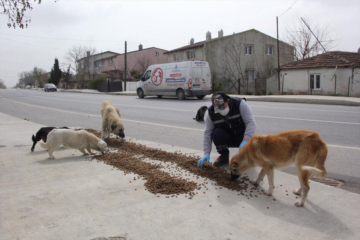 İBB sokak hayvanlarını unutmadı: Ekipler hayvanlara mama dağıtıyor - Resim : 1