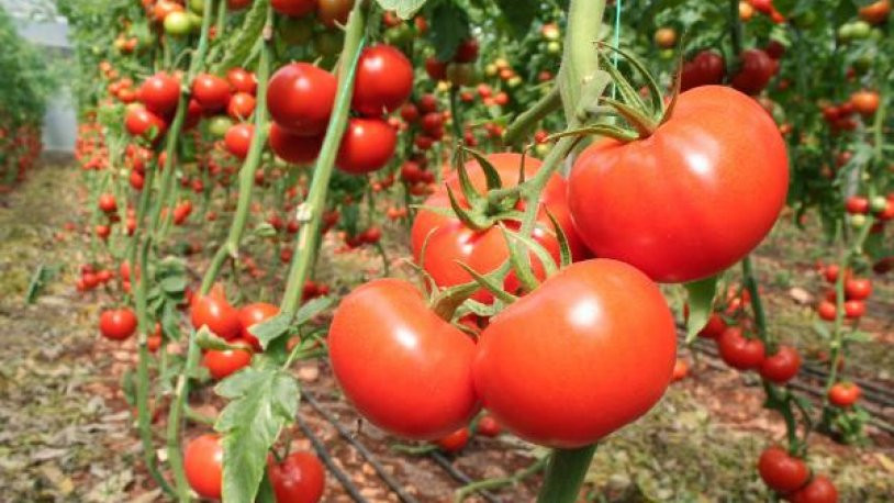 Rusya'da Türk üreticileri etkileyecek domates önerisi