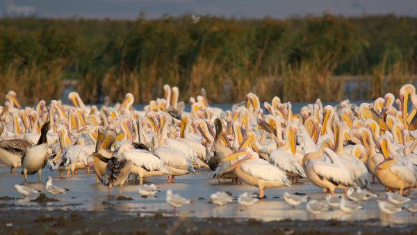 Afrika'dan göçen pelikanlar Manyas'ta mola verdi... Yüzlercesi böyle görüntülendi - Resim : 1