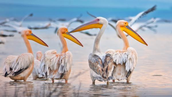 Afrika'dan göçen pelikanlar Manyas'ta mola verdi... Yüzlercesi böyle görüntülendi - Resim : 2