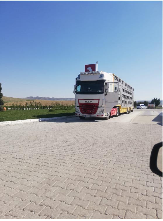 Koronavirüs günlerinde yabancı plakalarla hayvan ithalatı! - Resim : 2