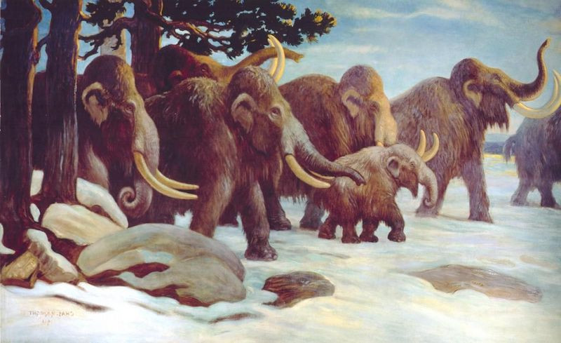 Nesli tükenen mamutların çiftleşmesi hakkında yeni araştırma - Resim : 1