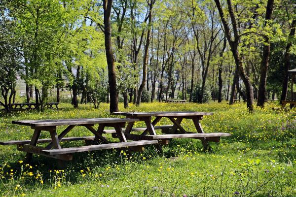 Sarıgazel Tabiat Parkı, sarıya büründü - Resim : 1