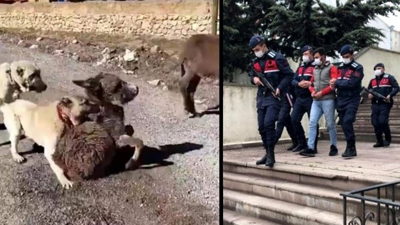 Yavru sıpayı köpeklere boğduran Berat Kaya tepkiler üzerine gözaltına alındı
