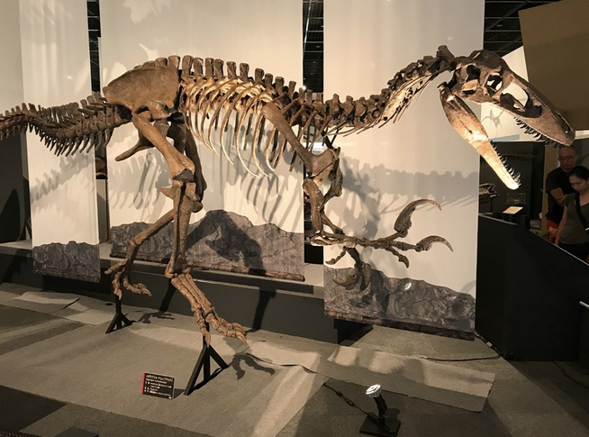70 milyon yıllık dev dinozor fosili bulundu - Resim : 1