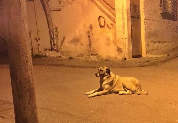 Sokak köpeğini bıçaklayarak öldürdü, ifade verip serbest kaldı! - Resim : 1