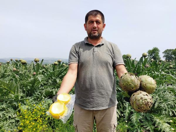 Bursa'da enginar hasadı başladı... İşte fiyatı - Resim : 1