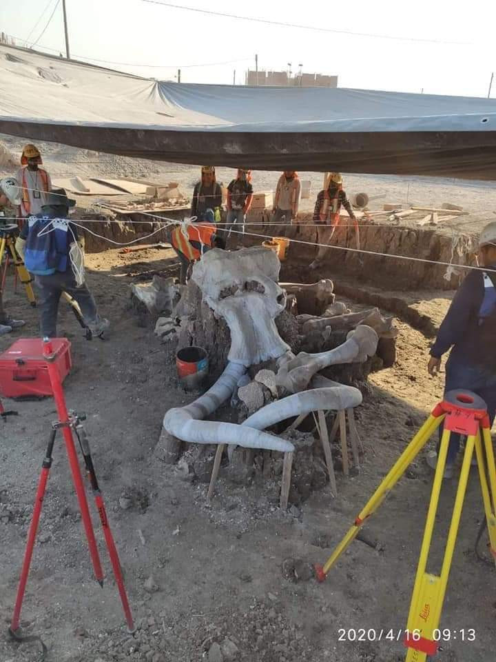Meksika'da mamut kalıntıları bulundu - Resim : 2