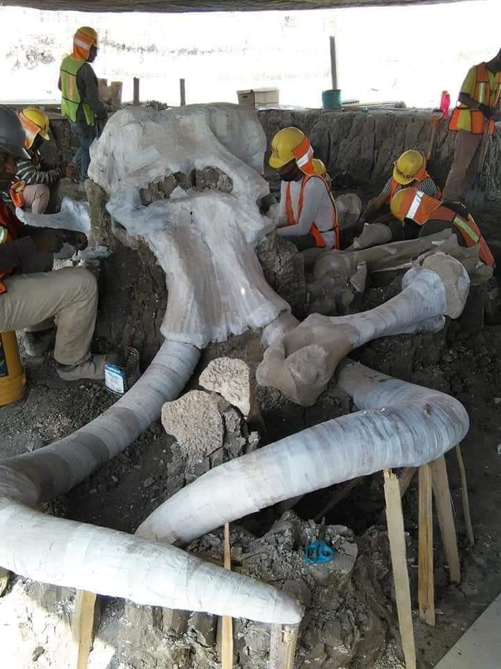 Meksika'da mamut kalıntıları bulundu - Resim : 3