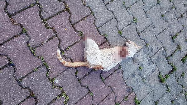 Vahşice katledilen sokak kedisi hakkında soruşturma - Resim : 1