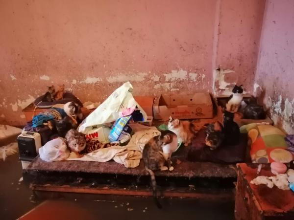 Su basan evden kedilerini bırakıp çıkmak istemedi: Onlar benim çocuklarım - Resim : 3