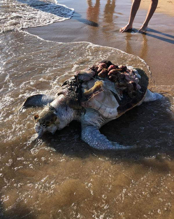 Poşet yüzünden ölmek üzere olan deniz kaplumbağası kurtarıldı - Resim : 1