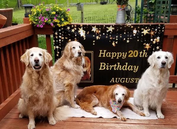 Dünyanın en yaşlı Golden Retriever’ı 'August' için doğum günü partisi - Resim : 1