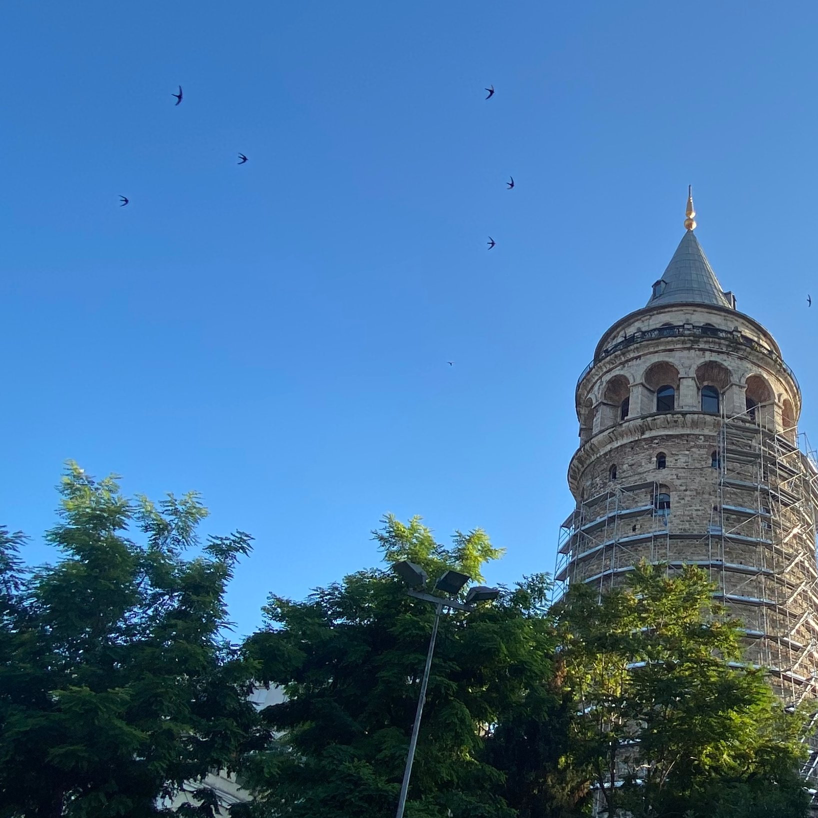 Galata Kulesi'nde ebabil kuşları restorasyon tehdidi altında: 'Sonbahara ertelensin' - Resim : 3