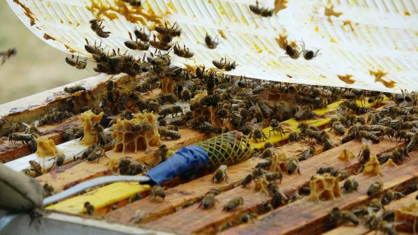 Klimalı kovanla arı ölümleri yüzde 95 azaldı - Resim : 1