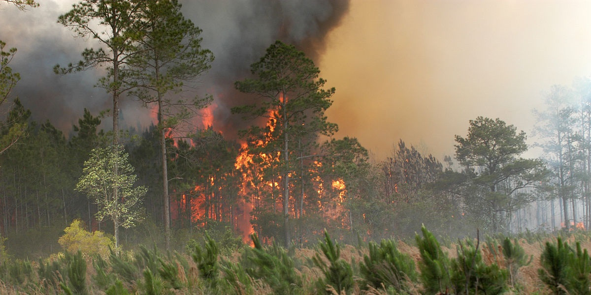 Heybeliada’da orman yangını: Çok sayıda ekip ve vatandaşın yardımıyla kontrol altına alındı - Resim : 2