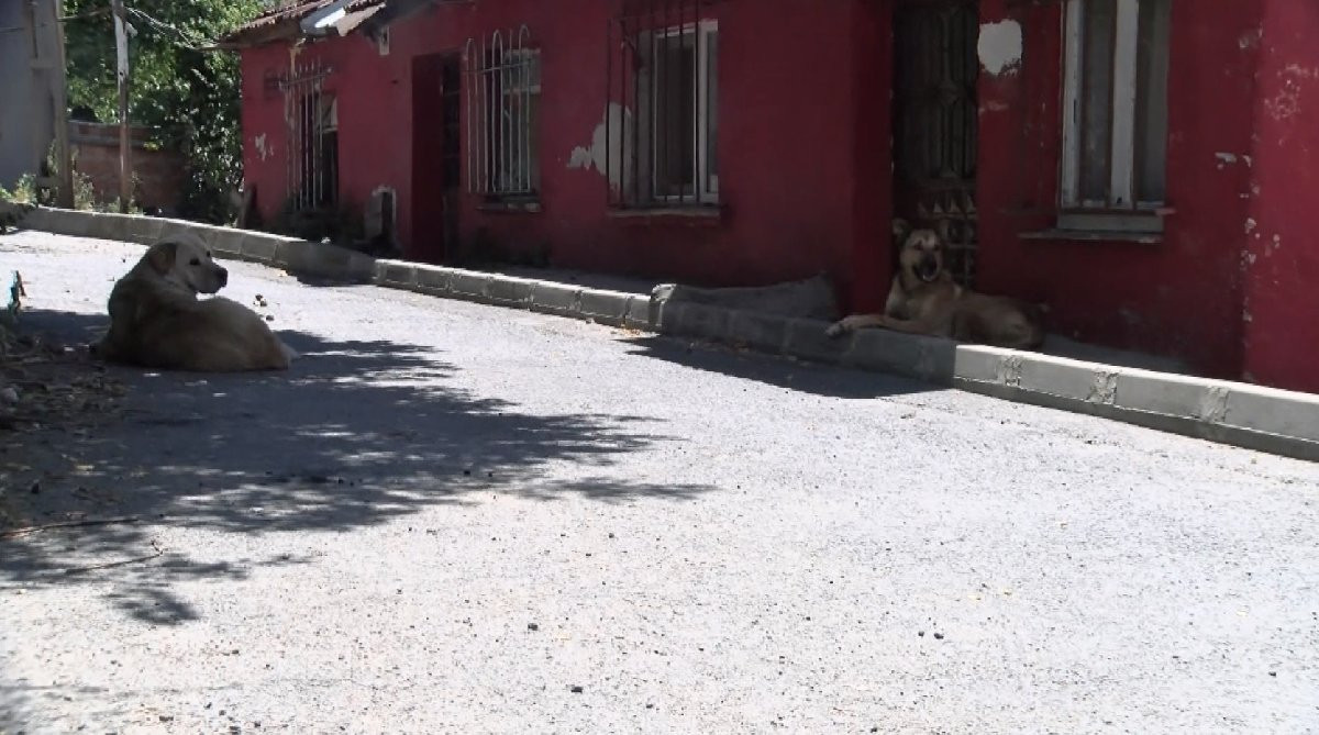 Sokak köpeklerini besleyen aileye ölüm tehdidi: 'Evimin kapısını kırdılar' - Resim : 1