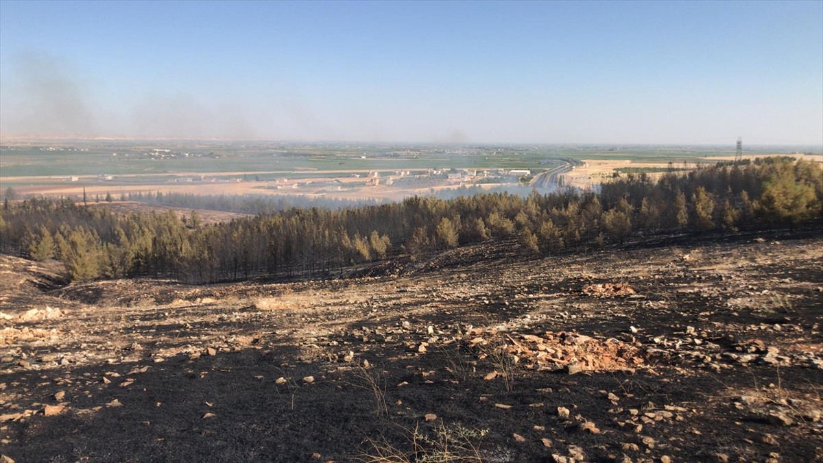 Şanlıurfa'da orman yangını: 45 hektar ormanlık alan zarar gördü - Resim : 1