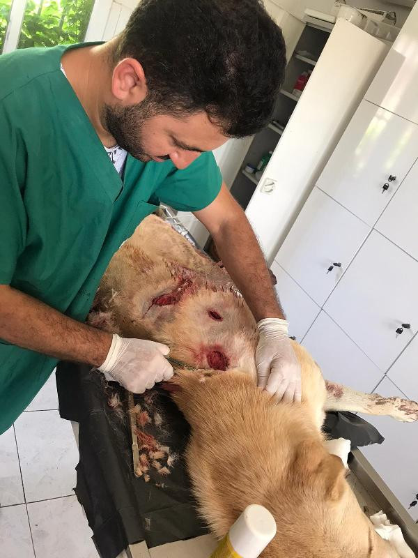 Akıl almaz vahşet! Köpeği bıçakladığı için gözaltına alındı, serbest kalınca bu kez öldürdü - Resim : 1