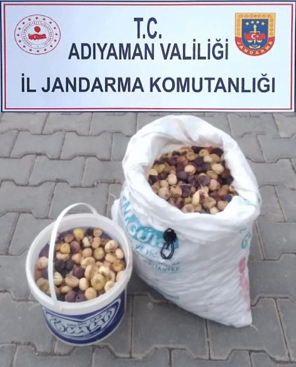 Bahçeden 35 kilo incir çalan kişi tutuklandı! - Resim : 1