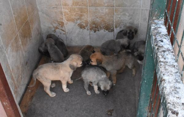 Çuval içerisinde bulunmuşlardı! Yavru köpekler barınağa yerleştirildi - Resim : 1