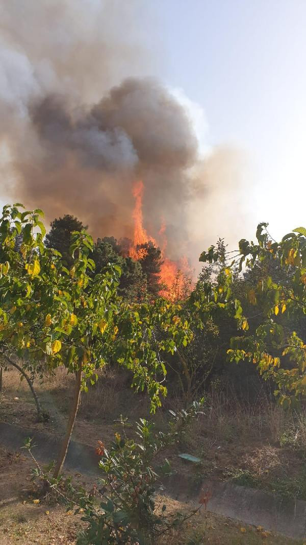 Gebze'de orman yangını - Resim : 1