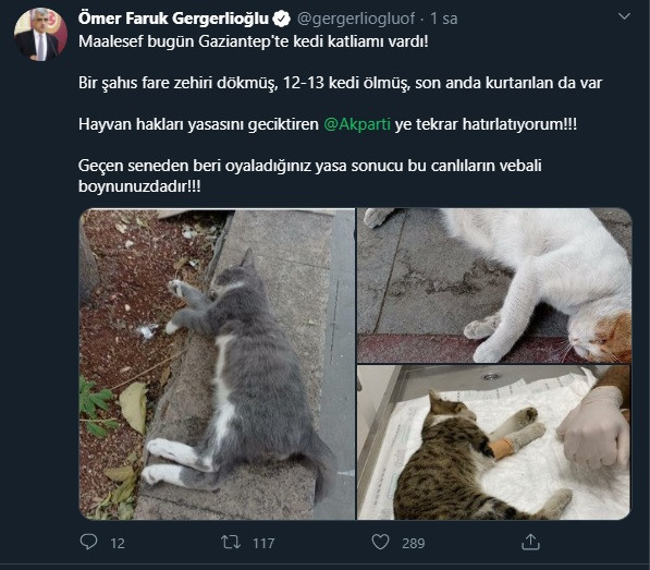 Gaziantep'te 13 kedi zehirlenerek öldürüldü! - Resim : 1
