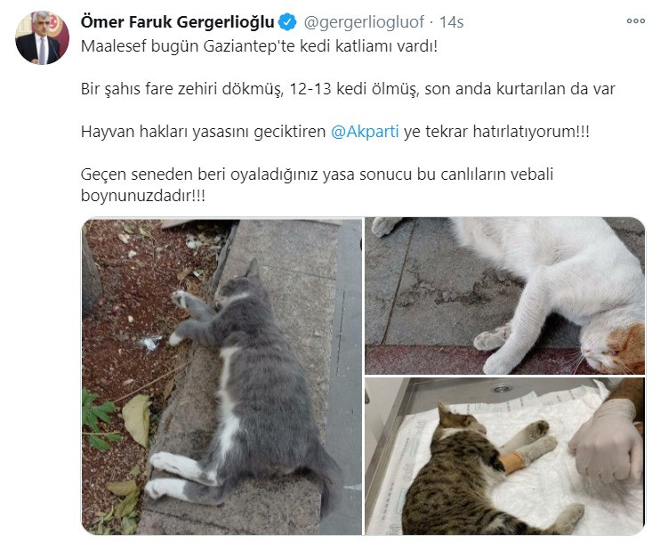 Antep'te hayvan katliamı: Çok sayıda kedi, fare zehriyle öldürüldü! - Resim : 1