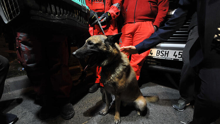 İzmir'de arama kurtarma köpeği enkazda kediyi kurtardı - Resim : 1