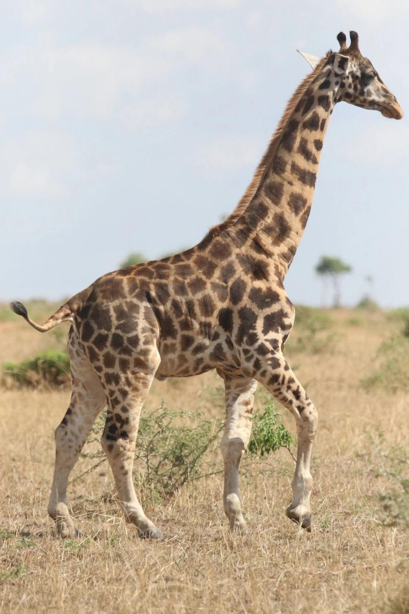 Cüce zürafa ilk kez görüntülendi - Resim : 1