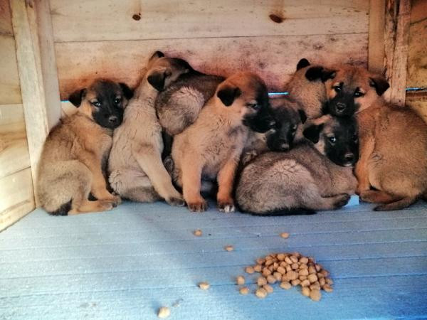 Makam aracı ile 2 belediye aracını satıp, sokak hayvanlarına kulübe yaptırdı - Resim : 2