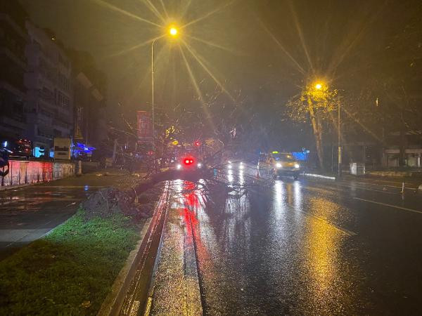 İstanbul'da şiddetli yağış: Kadıköy'de ağaç devrildi - Resim : 1