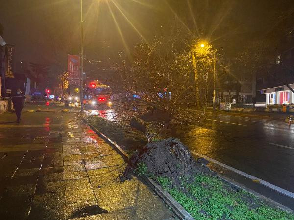 İstanbul'da şiddetli yağış: Kadıköy'de ağaç devrildi - Resim : 2