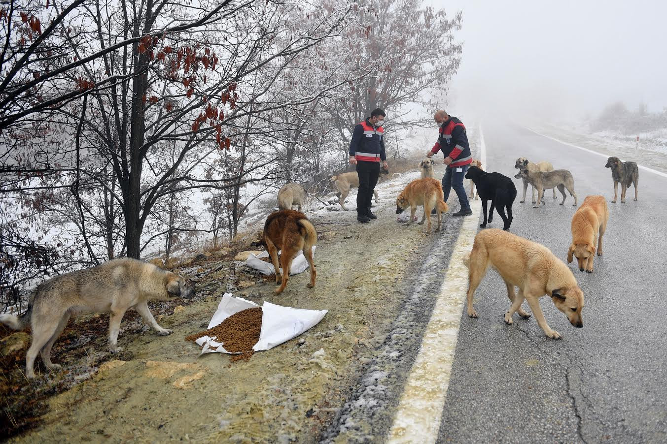 Ankara Büyükşehir Belediyesi sokak hayvanlarına desteğini artırdı: 'Hiçbir canlıyı aç bırakmayacağız' - Resim : 2