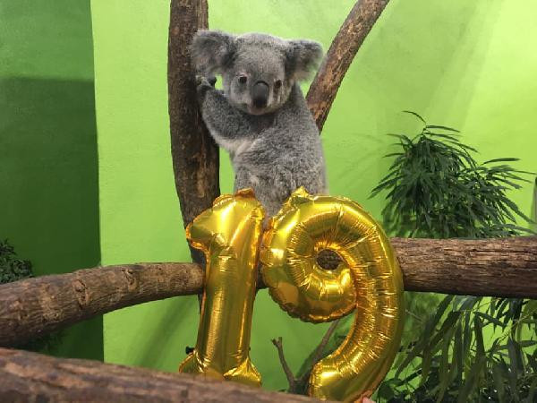Dünyanın en yaşlı koalası Lottie hayatını kaybetti - Resim : 1