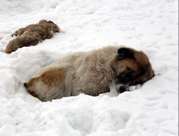 Köpek, donarak ölen yavrusunun başından ayrılmadı - Resim : 1